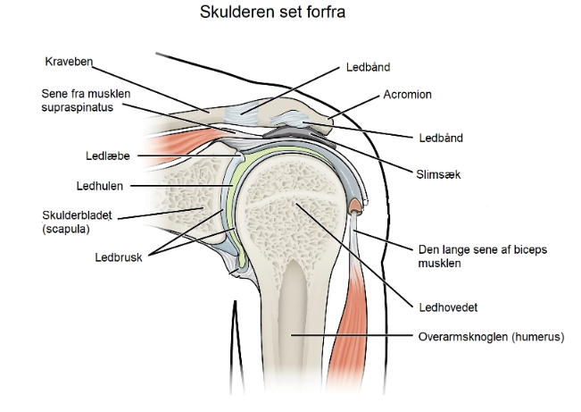 Skuldersmerter - ArosKiropraktor