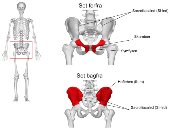 Halebenssmerter - ArosKiropraktor